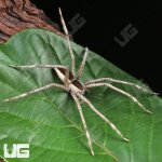 ug_White Flanked Fishing Spider_1.jpg