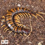 ug_Piece_Of_Lava_Centipede_5.jpg