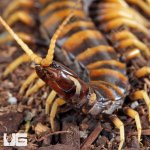 ug_Piece_Of_Lava_Centipede_4.jpg