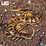 ug_Piece_Of_Lava_Centipede_3.jpg