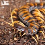 ug_Piece_Of_Lava_Centipede_2.jpg