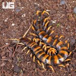 ug_Piece_Of_Lava_Centipede_1.jpg