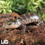 ug_Baby_Tanimbar_Blue_Tongue_Skink_4.jpg