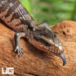 ug_Baby_Tanimbar_Blue_Tongue_Skink_1.jpg