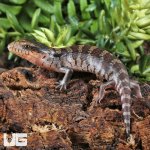 ug_Baby_Tanimbar_Blue_Tongue_Skink_3.jpg