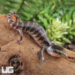 ug_Baby_Tanimbar_Blue_Tongue_Skink_2.jpg