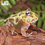 ug_Mutant_Purple_Translucent_Caribbean_Pacman_Frog_5.jpg