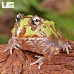 ug_Mutant_Purple_Translucent_Caribbean_Pacman_Frog_4.jpg