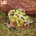 ug_Mutant_Purple_Translucent_Caribbean_Pacman_Frog_3.jpg