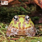 ug_Mutant_Purple_Translucent_Caribbean_Pacman_Frog_2.jpg