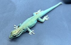 IMG_3121-1.jpeg