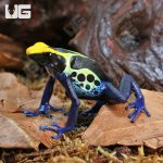 ug_Adult_Cobalt_Blue_Tinctorius_Dart_Frog_4.jpg