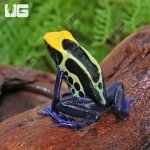 ug_Adult_Cobalt_Blue_Tinctorius_Dart_Frog_3.jpg