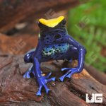 ug_Adult_Cobalt_Blue_Tinctorius_Dart_Frog_2.jpg