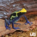 ug_Adult_Cobalt_Blue_Tinctorius_Dart_Frog_1.jpg