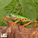 ug_Super_Tigerleg_Monkey_Tree_Frog_3.jpg