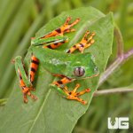 ug_Super_Tigerleg_Monkey_Tree_Frog_1.jpg