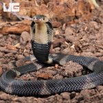 ug_Banded Spitting Cobra_4.jpg