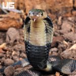 ug_Banded Spitting Cobra_3.jpg