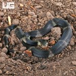 ug_Banded Spitting Cobra_2.jpg