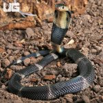 ug_Banded Spitting Cobra_1.jpg
