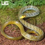 ug_Male Golden Keelback Snake_4.jpg