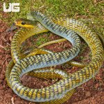 ug_Male Golden Keelback Snake_3.jpg