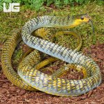 ug_Male Golden Keelback Snake_2.jpg