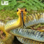ug_Male Golden Keelback Snake_1.jpg