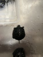 IMG_9585 Medium.jpeg