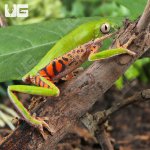 ug_Tigerleg Monkey Tree Frog_1.jpg