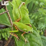 ug_Tigerleg Monkey Tree Frog_4.jpg
