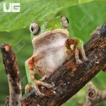 ug_Tigerleg Monkey Tree Frog_3.jpg