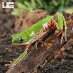 ug_Tigerleg Monkey Tree Frog_2.jpg