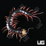 ug_Gracillima Centipede_3.jpg