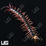 ug_Gracillima Centipede_5.jpg