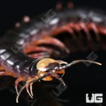 ug_Gracillima Centipede_4.jpg