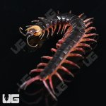 ug_Gracillima Centipede_2.jpg