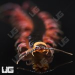 ug_Gracillima Centipede_1.jpg