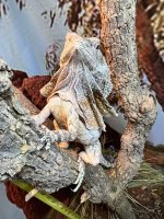IMG_9673.jpeg