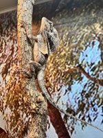 IMG_9666.jpeg