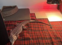 IMG_0984.jpeg
