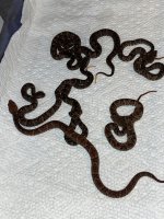 IMG_0697.jpeg