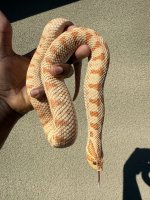 IMG_3062.jpeg