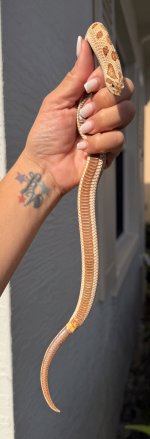 IMG_0967.jpeg