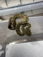 IMG_2889.jpeg