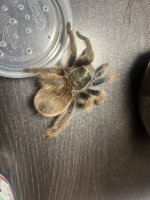 IMG_6908.jpeg