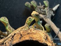 CAPTIVE BORN & BRED Chinese water dragons.jpeg