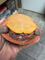 IMG_0209.jpeg