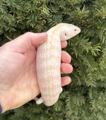 IMG_1631.jpeg